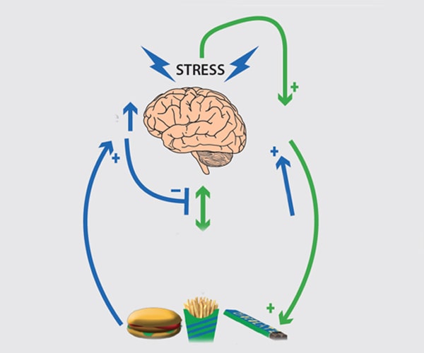طرح شماتیک پیام مغز به بدن برای خوردن غذا